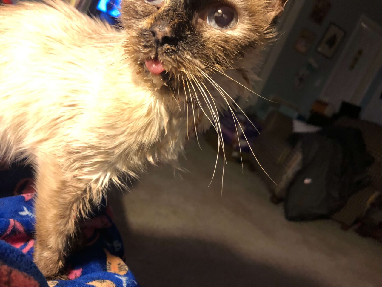 Abri Veterinary Hospital Gallery Vet Clinic In WinstonSalem, NC