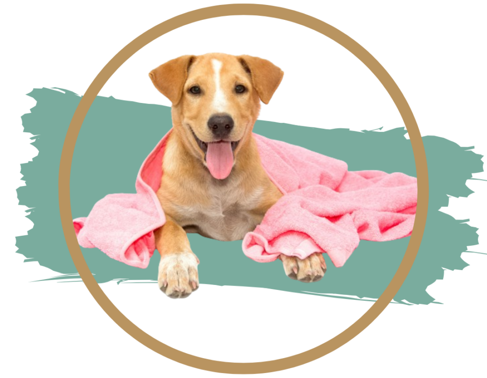 Grooming Services In WinstonSalem, NC Abri Veterinary Hospital
