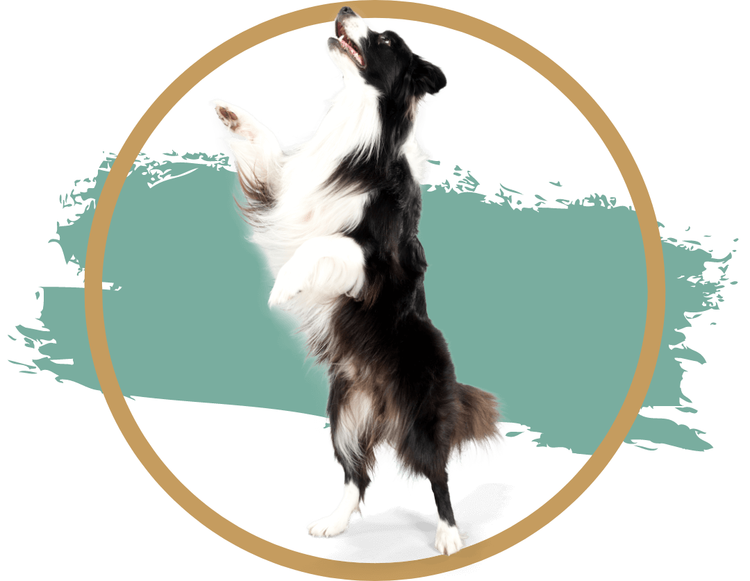 A dog standing on its hind legs