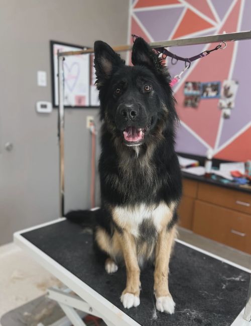 A dog with black and tan fur sitting on a grooming table