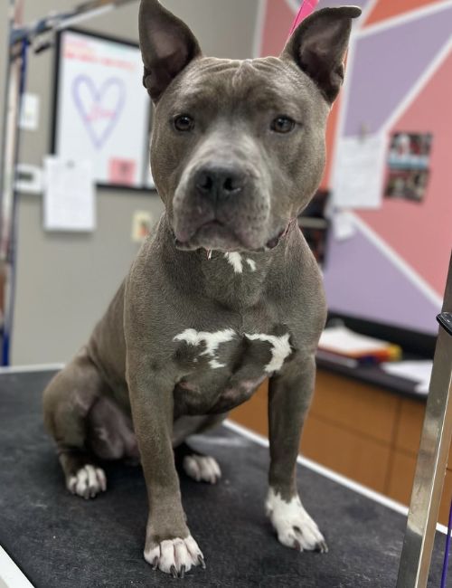 Pit Bull Terrier sitting on a grooming table
