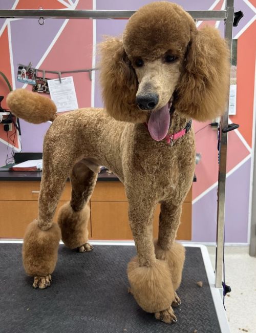 A brown poodle standing on a grooming table