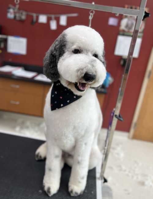 A dog wearing black bandana on the grooming table