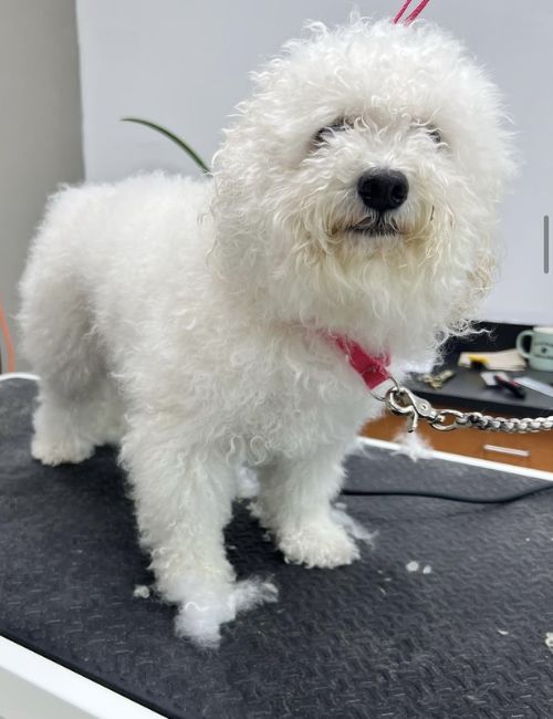 A white dog standing on the grooming table