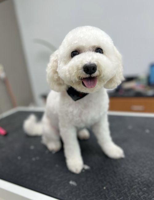 A white dog on the grooming table