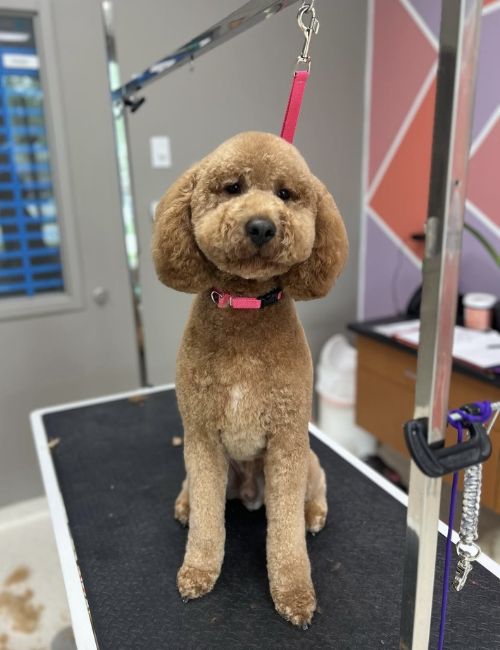 A brown poodle sitting on a grooming table