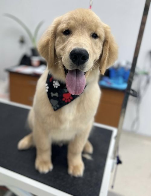 Golden Retriever puppy sitting on a grooming table