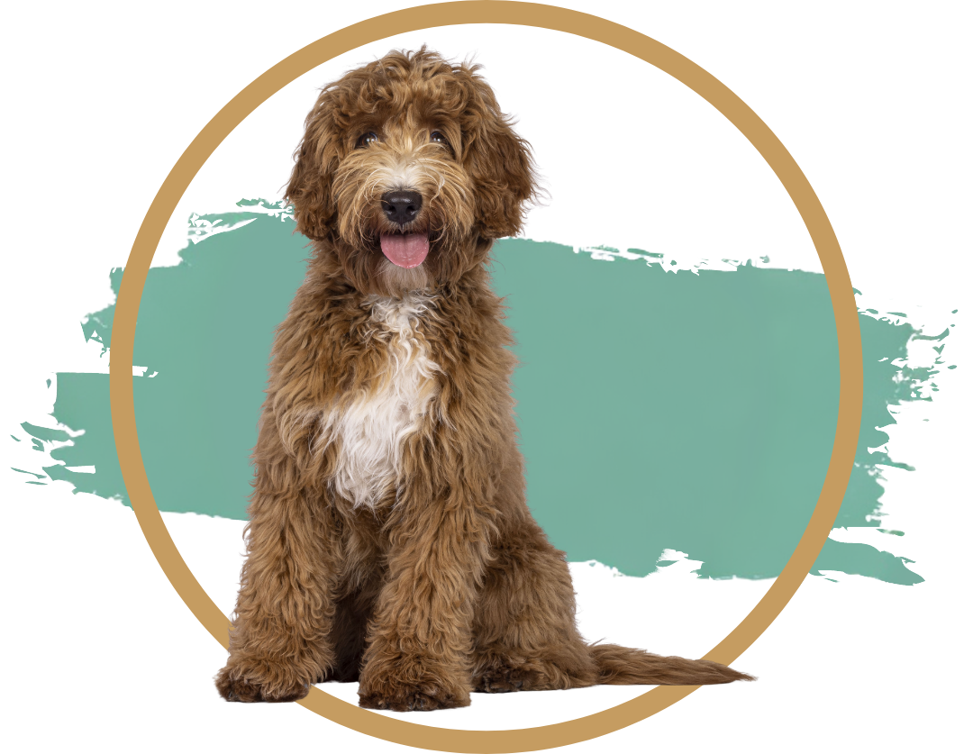 Sick Pet Visits Header Image