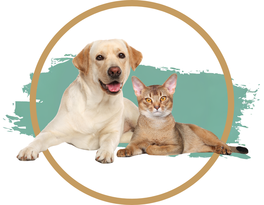 Surgery Header Image