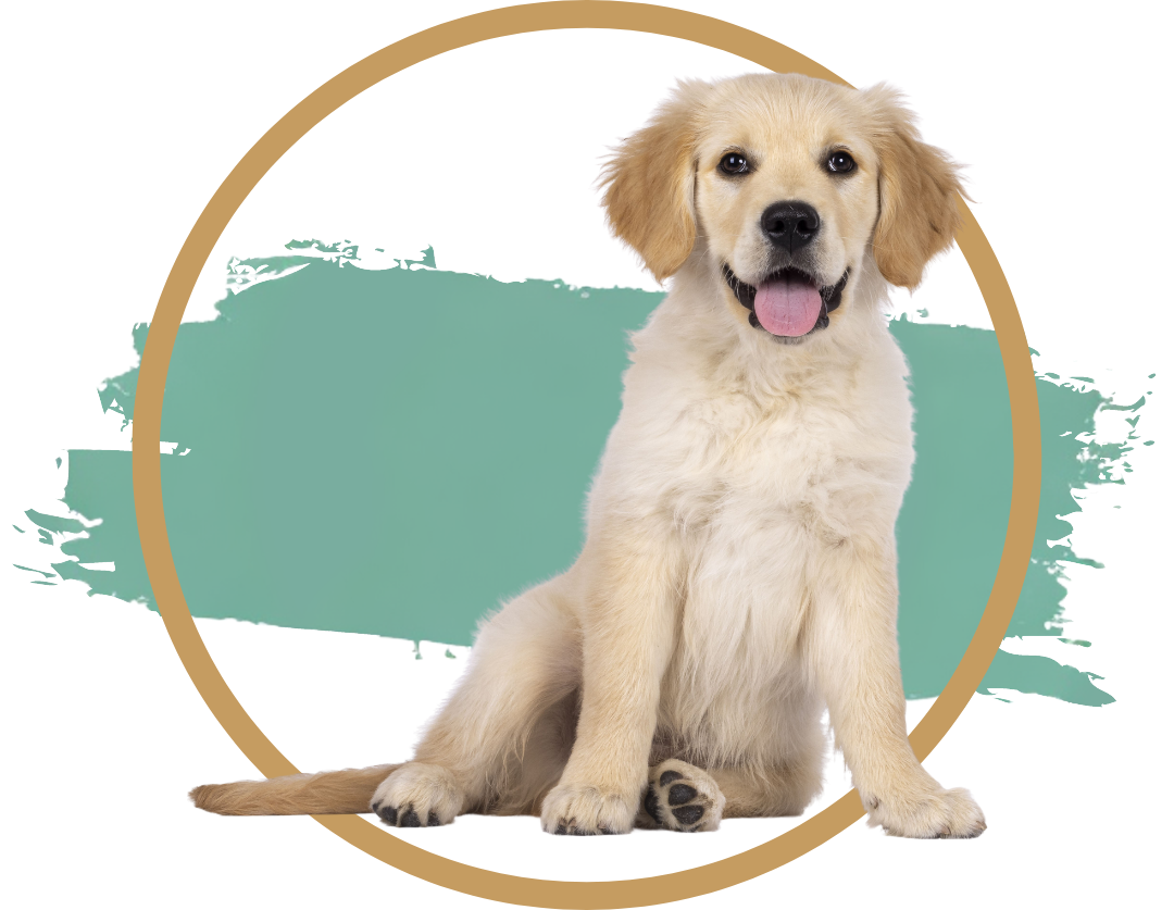 Wellness Header Image