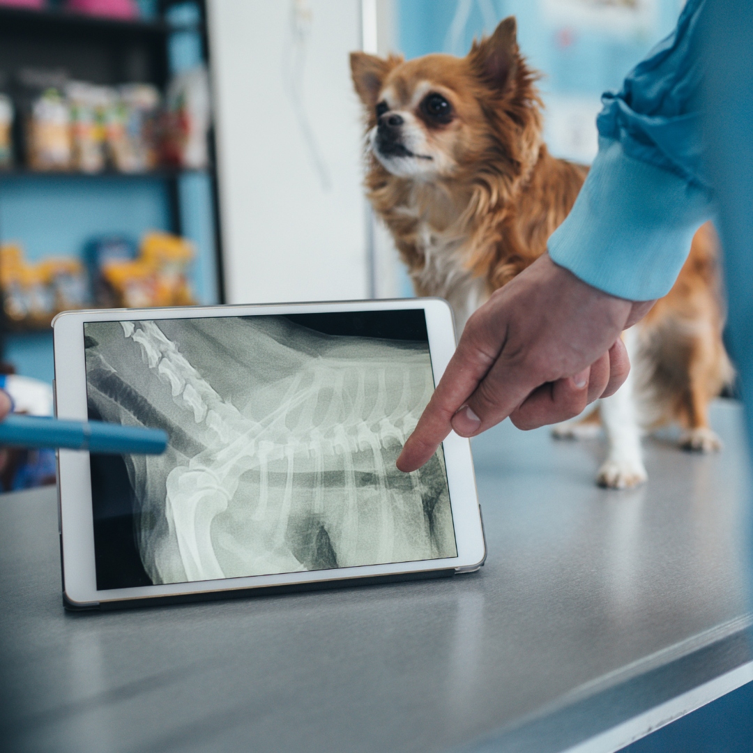 vet checking dog's xray