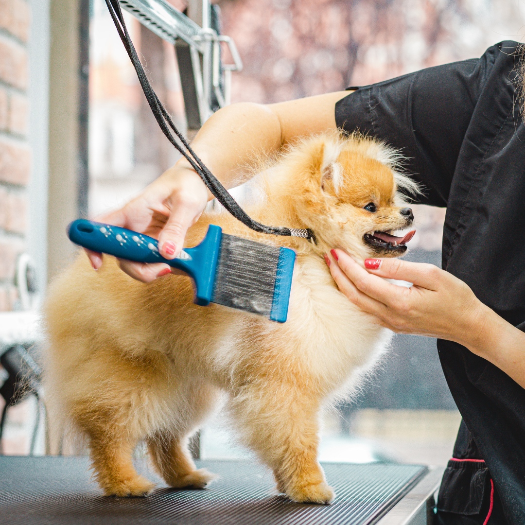 vet doing grooming on pet