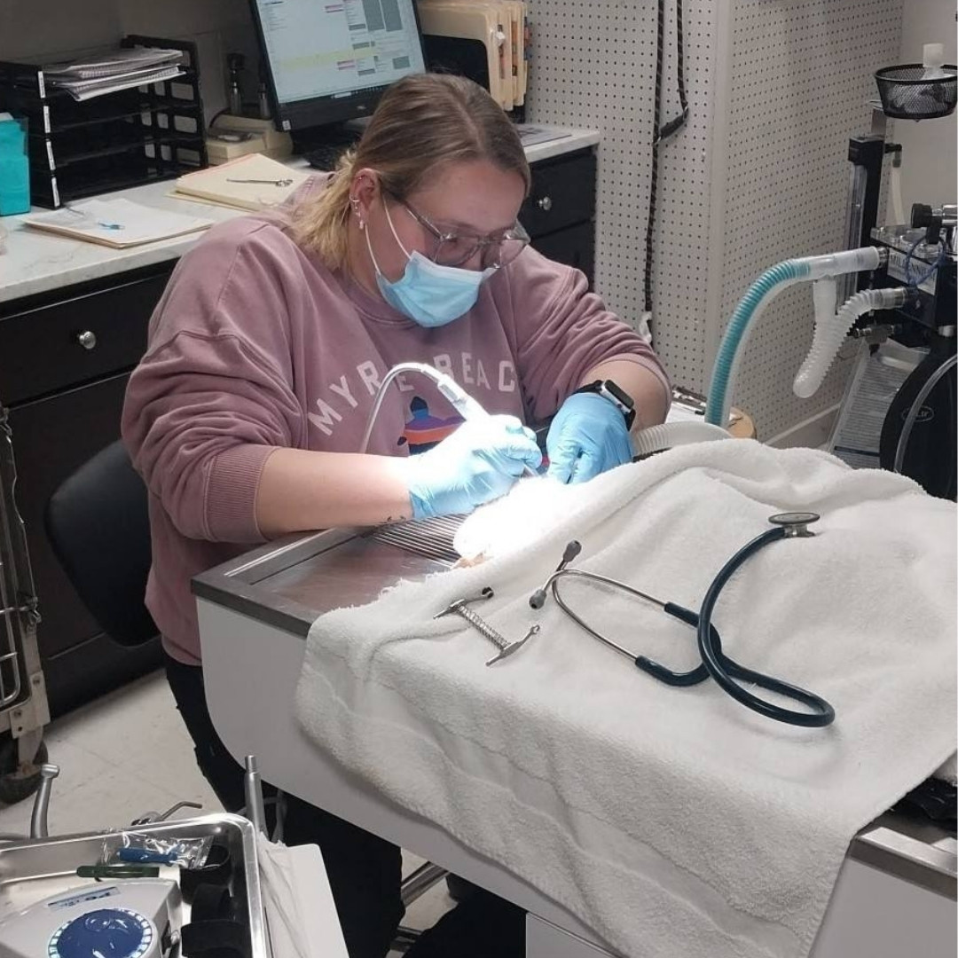 vet cleaning the cat's teeth using brush