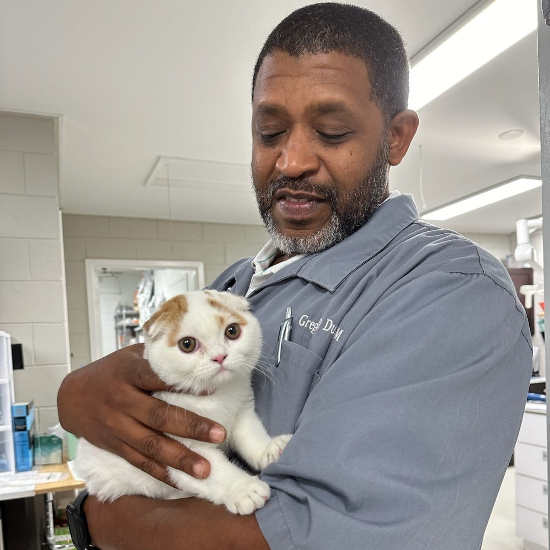 vet examine the dog at hospital