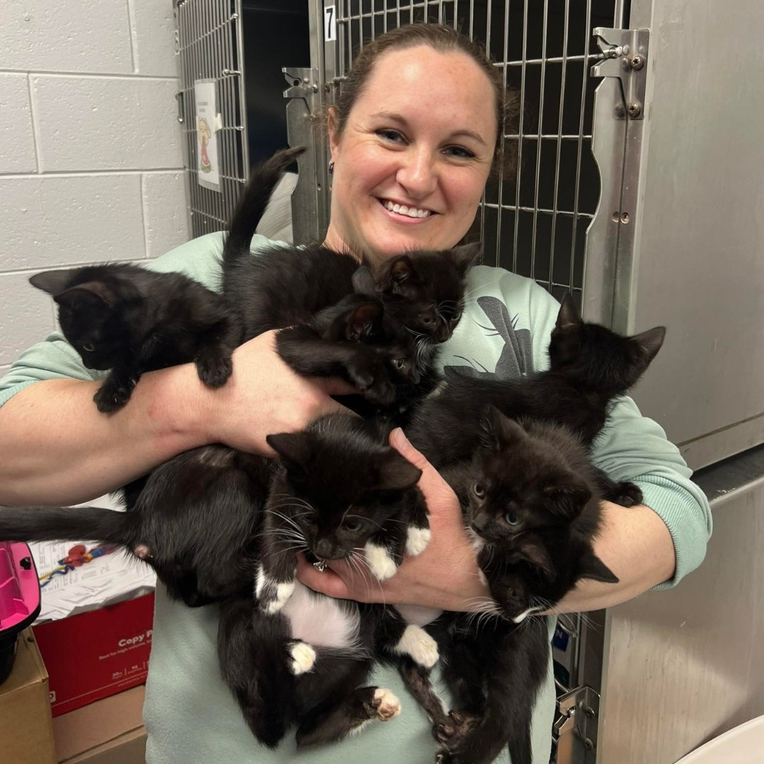 vet checking the dog