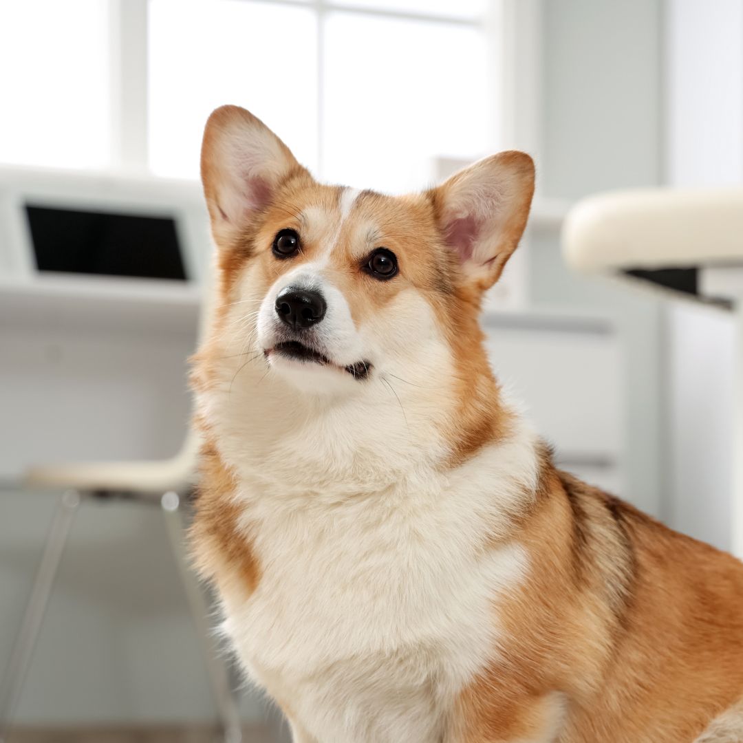 A dog sitting on a chair in a cozy room