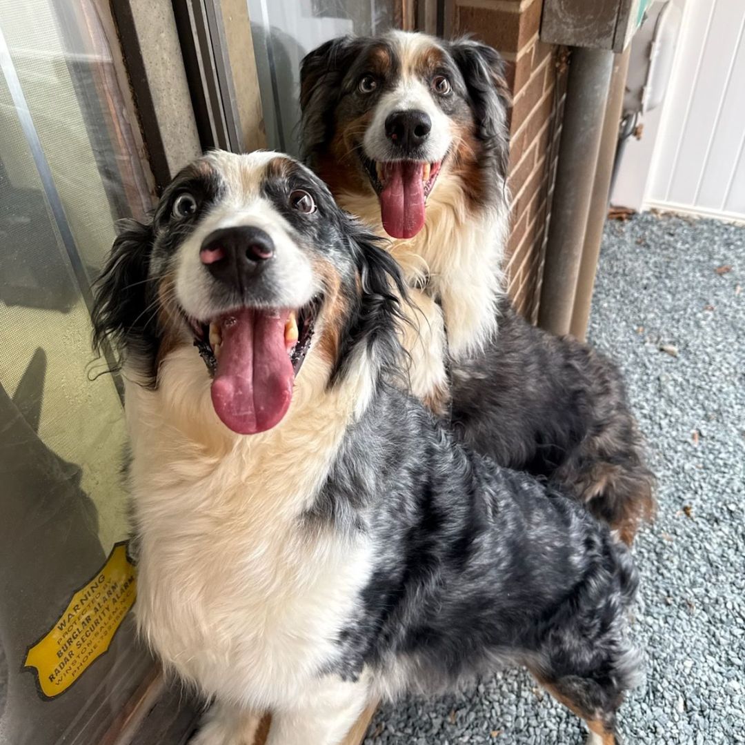 Two happy dogs standing together