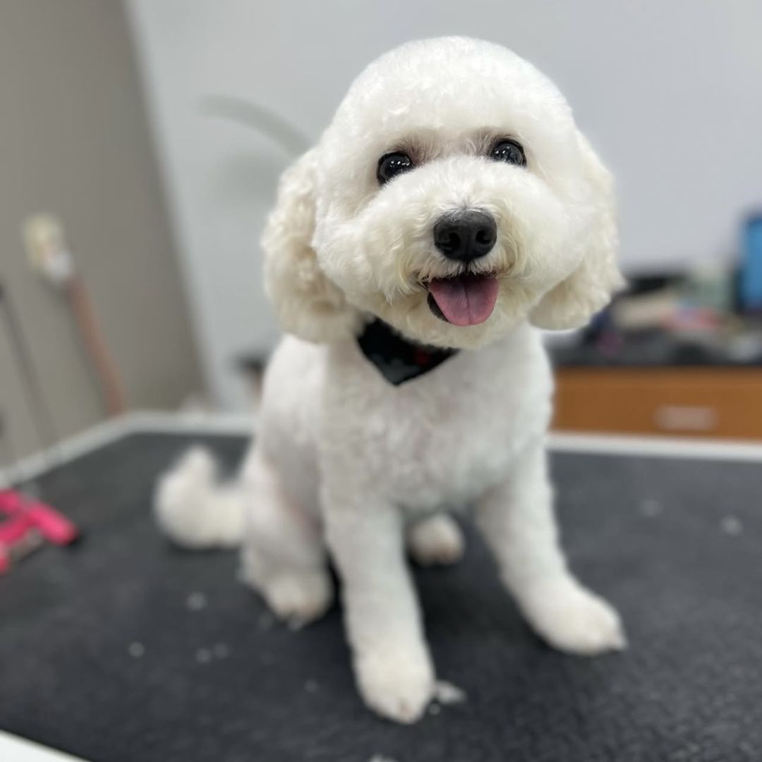 a white dog sitting on a grooming table