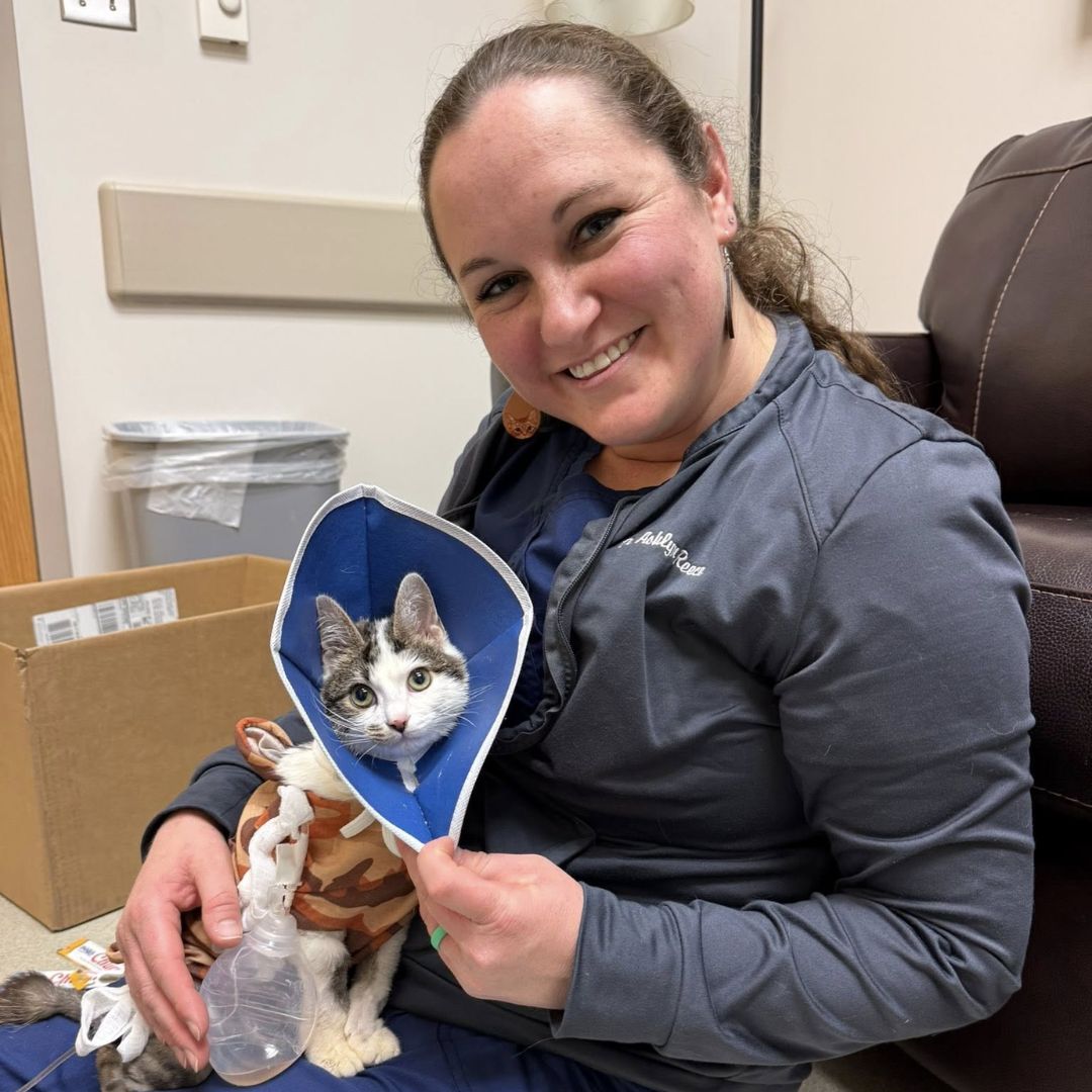 vet staff holding a cat wearing surgery collar