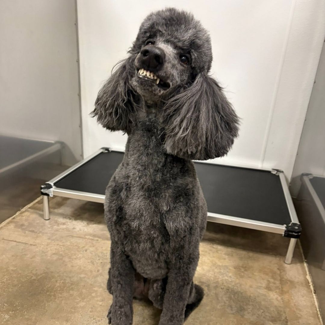A poodle sitting on a ground