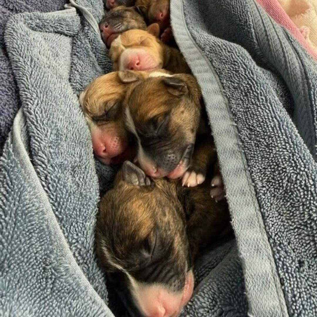 group of puppies sleeping together