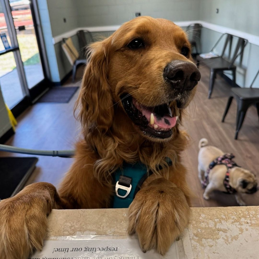 A dog sits at a counter