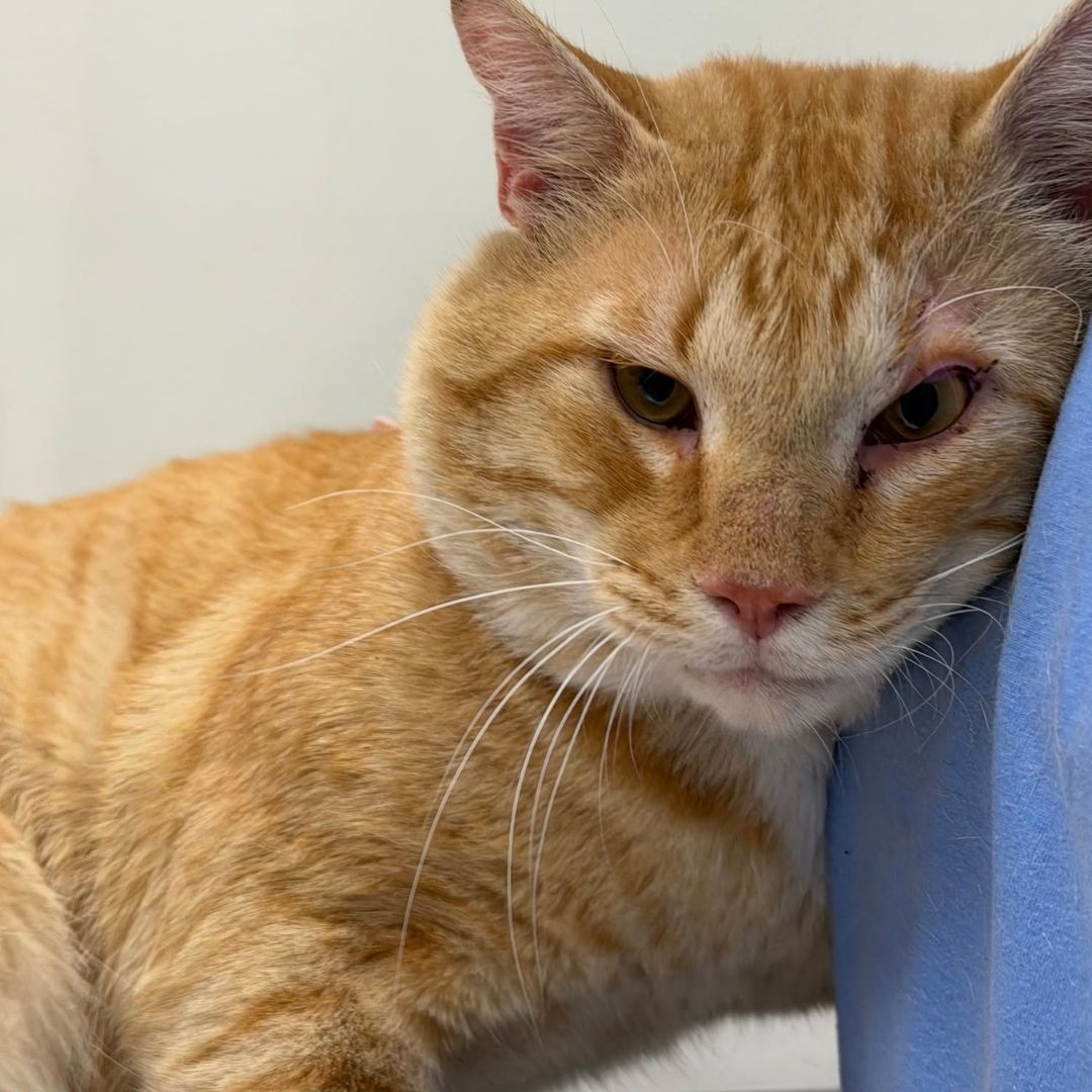 An orange cat lounging on a cozy blue blanket