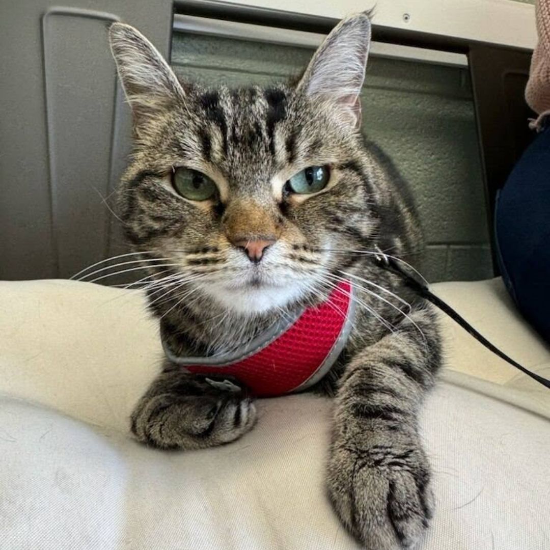 A cat in a red harness sits on a bed