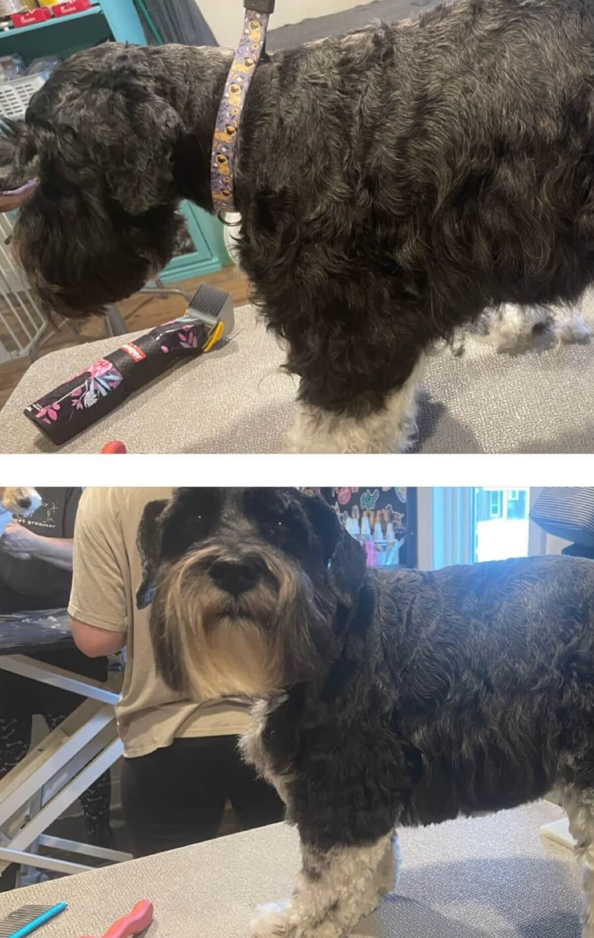image1 Miniature Schnauzer on a grooming table