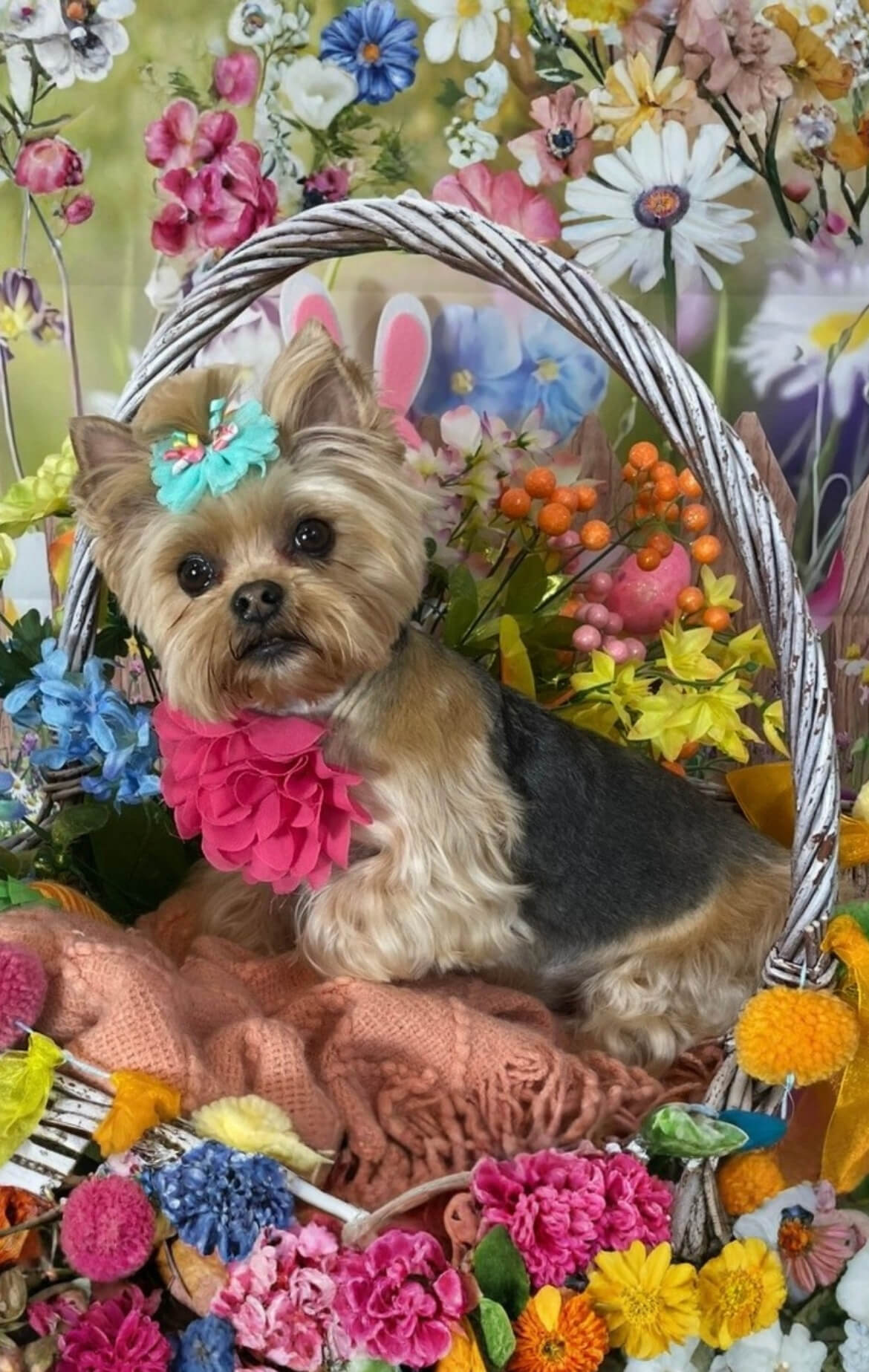 image10 Yorkie in a floral basket