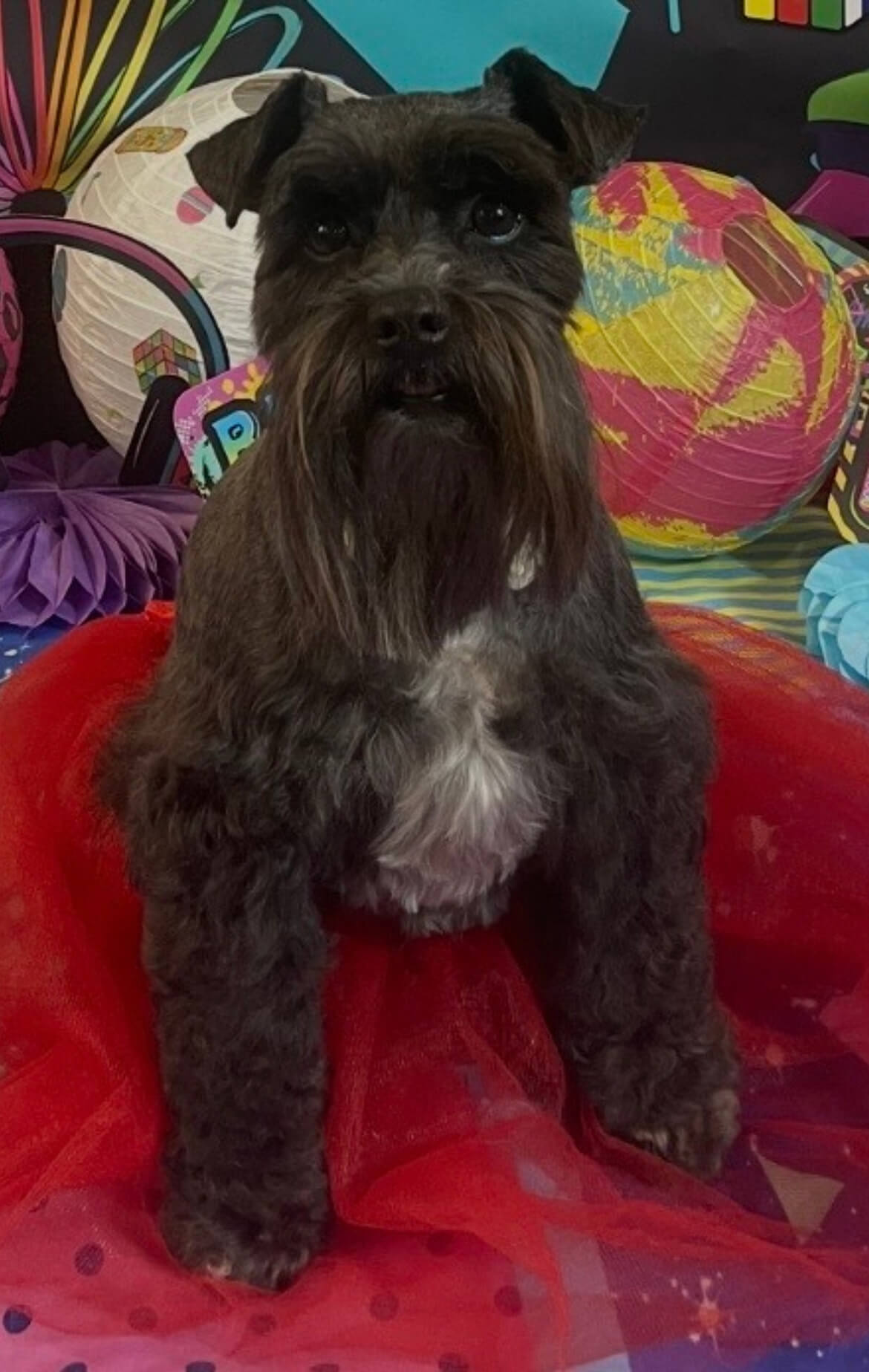 image11 Schnauzer in a tutu