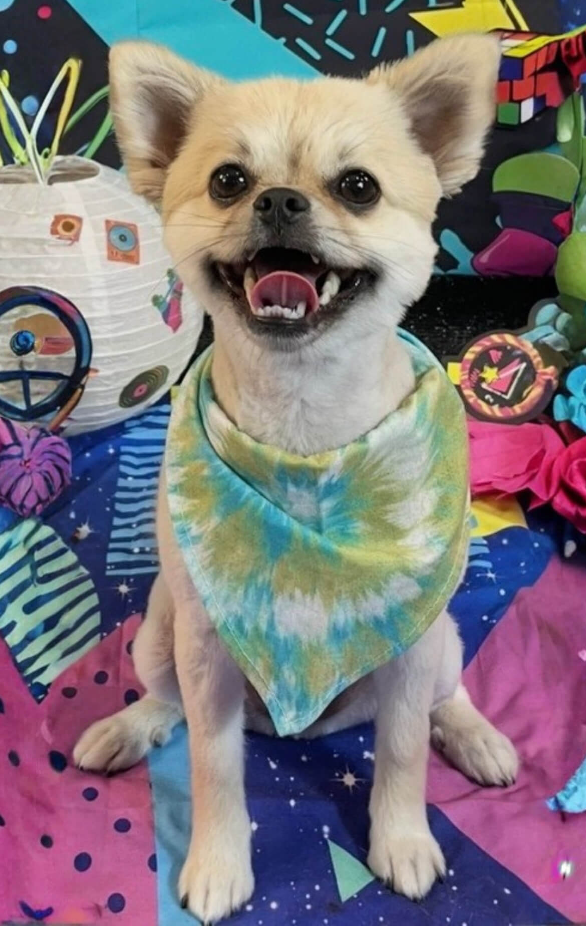 image12 Smiling Pomeranian mix in a tie-dye bandana