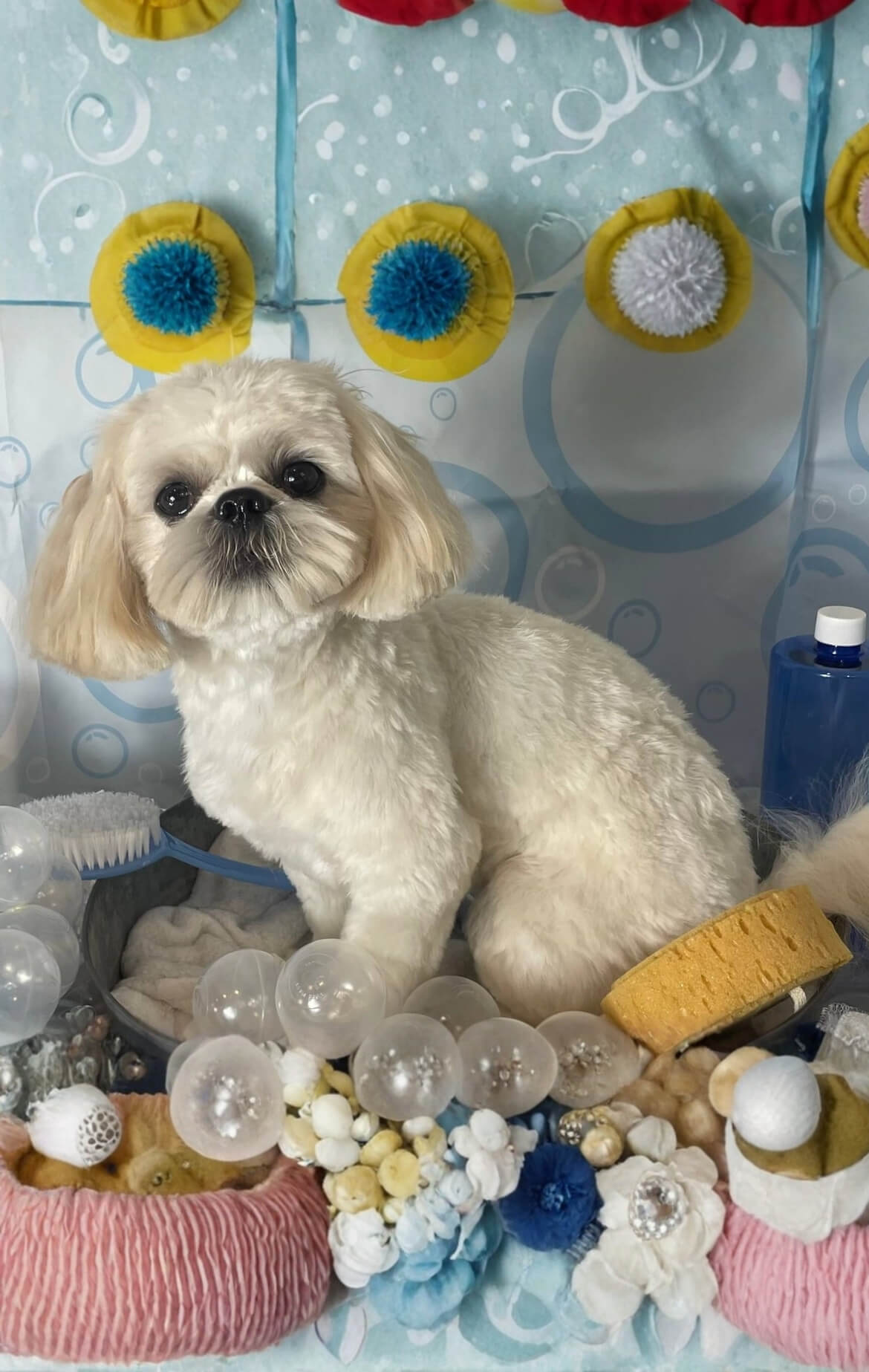 image13 Groomed white Shih Tzu sitting down