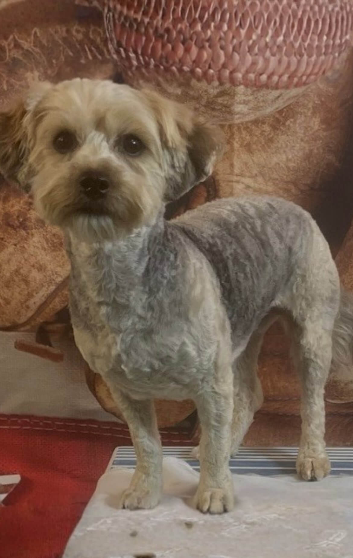 image14 Groomed Yorkie Poo standing up