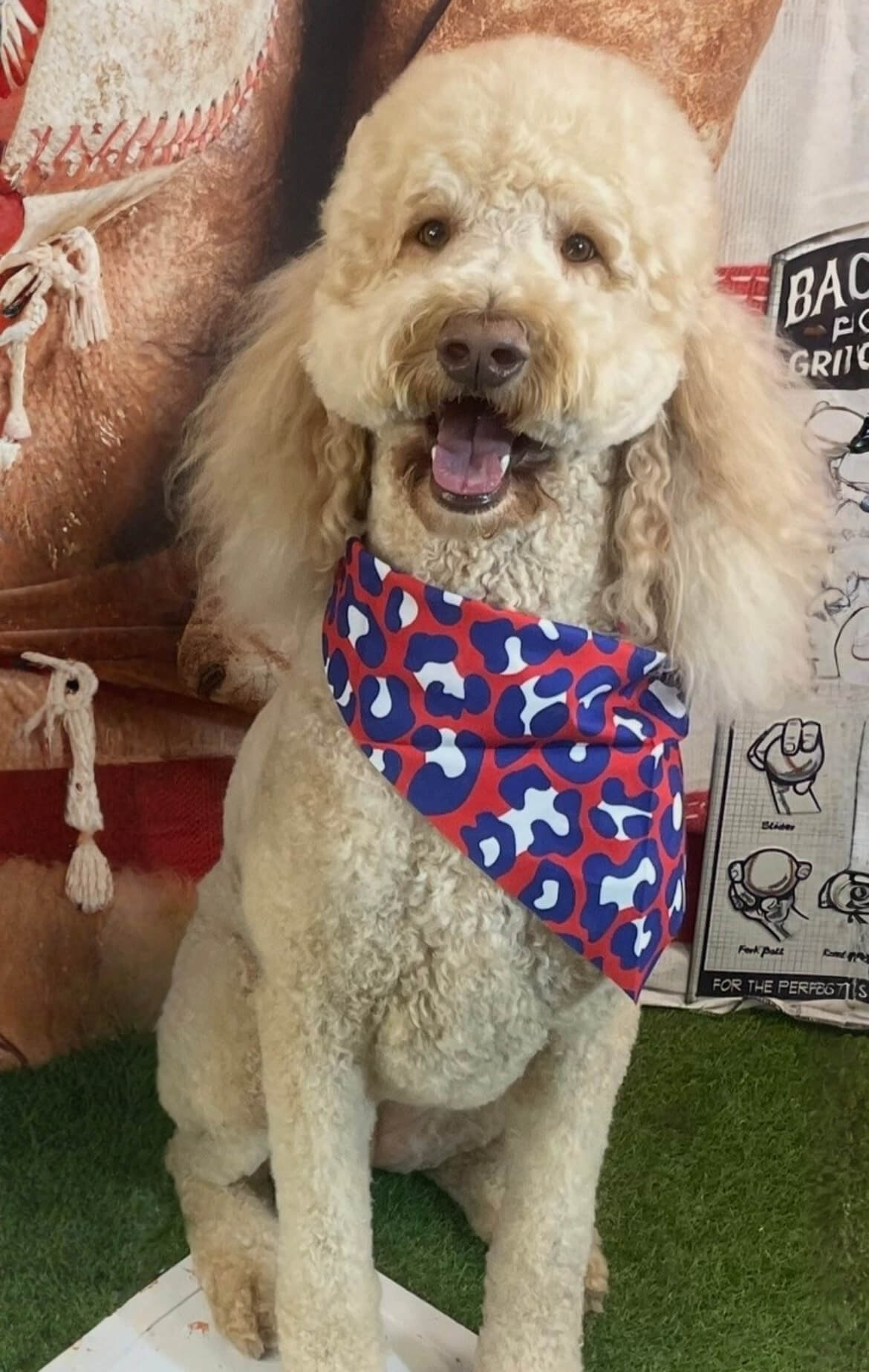 image15 Goldendoodle in a bandana