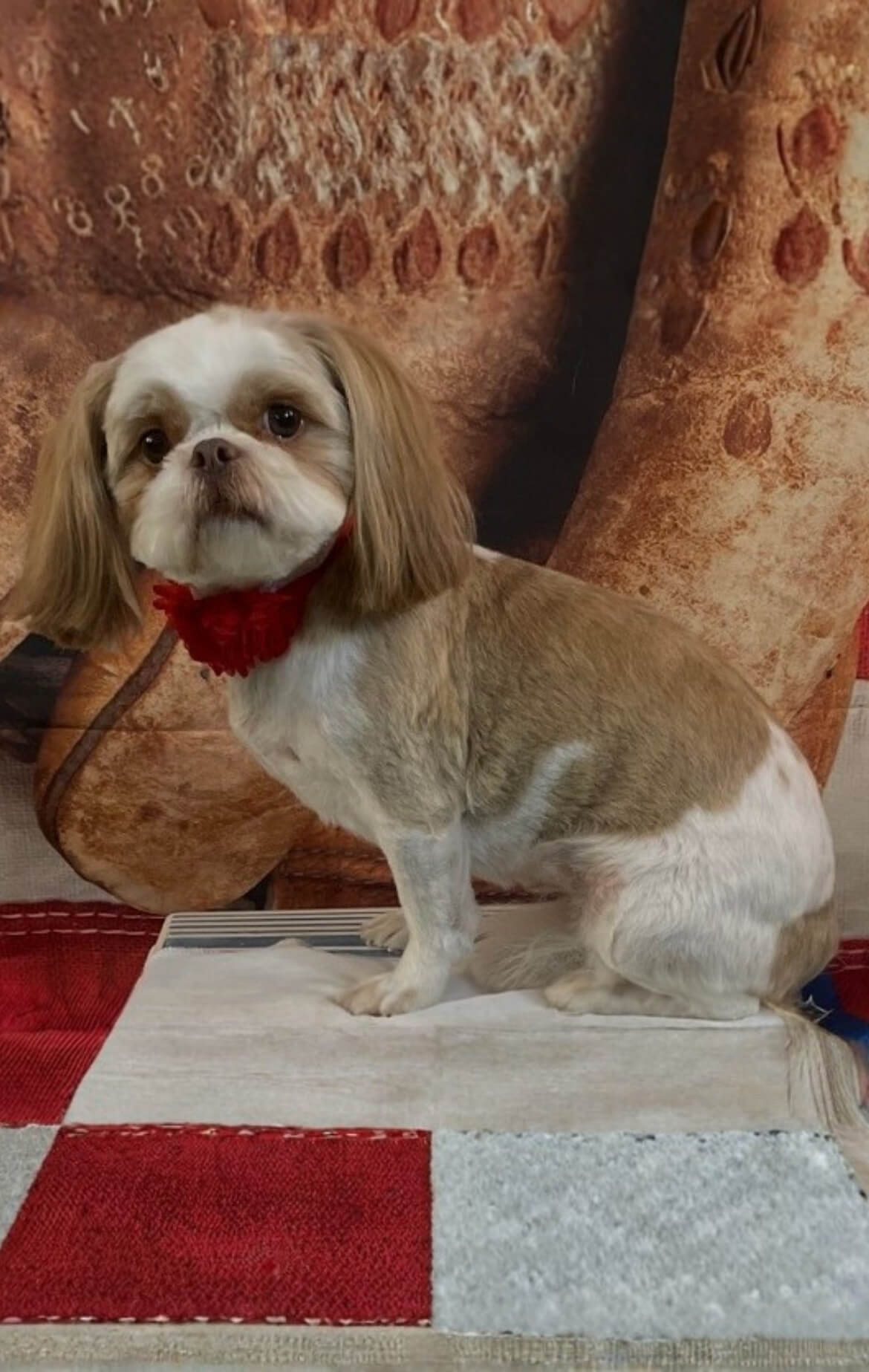 image16 Groomed Shih Tzu wearing a red collar flower