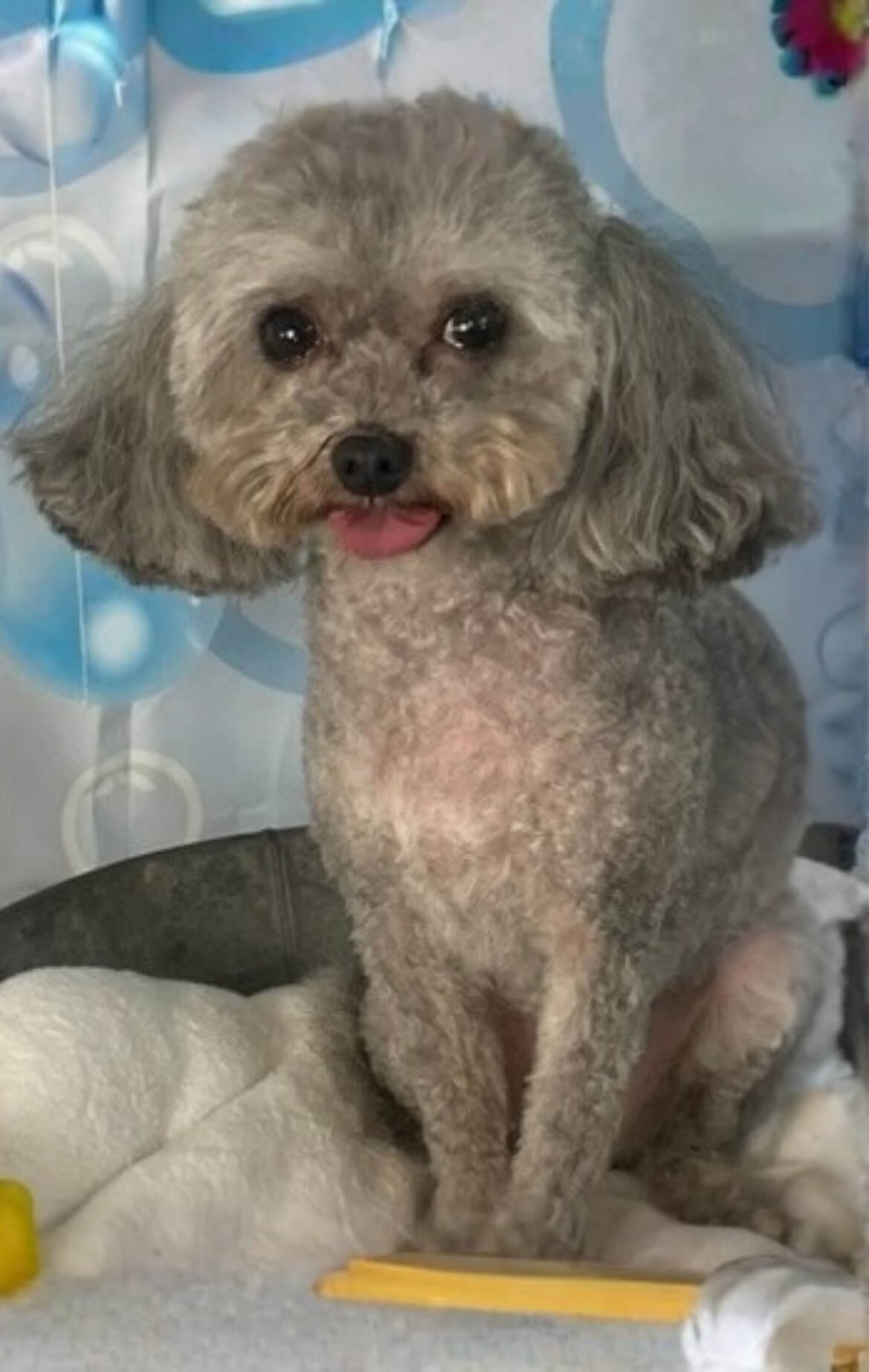 image17 Grey toy poodle after a grooming session