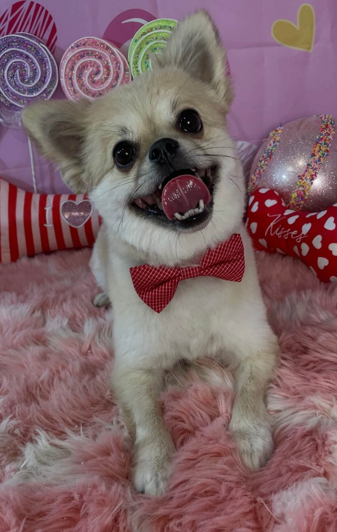 image2 Pomeranian mix wearing a red bowtie