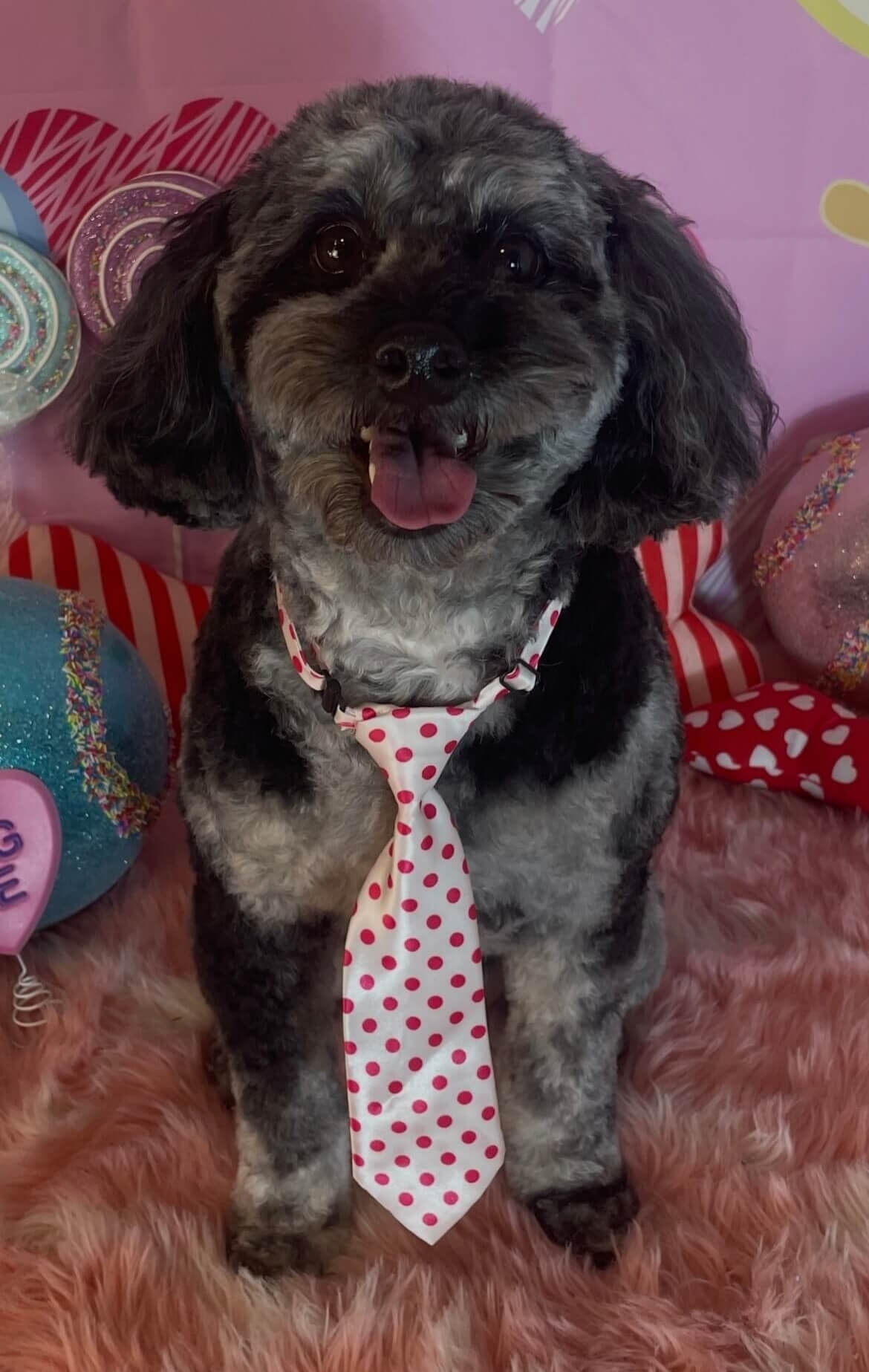 image3 Cockapoo wearing a polka-dot tie