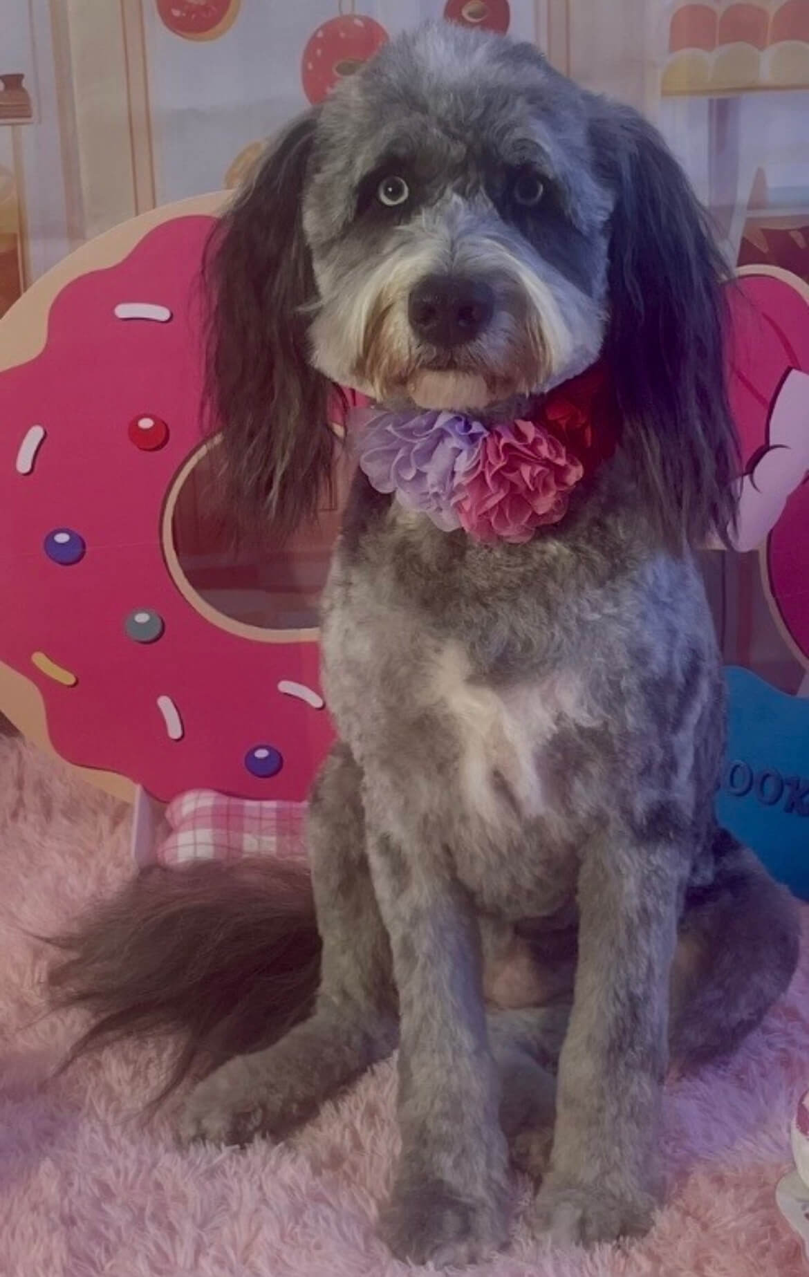 image4 Aussiedoodle with a donut backdrop