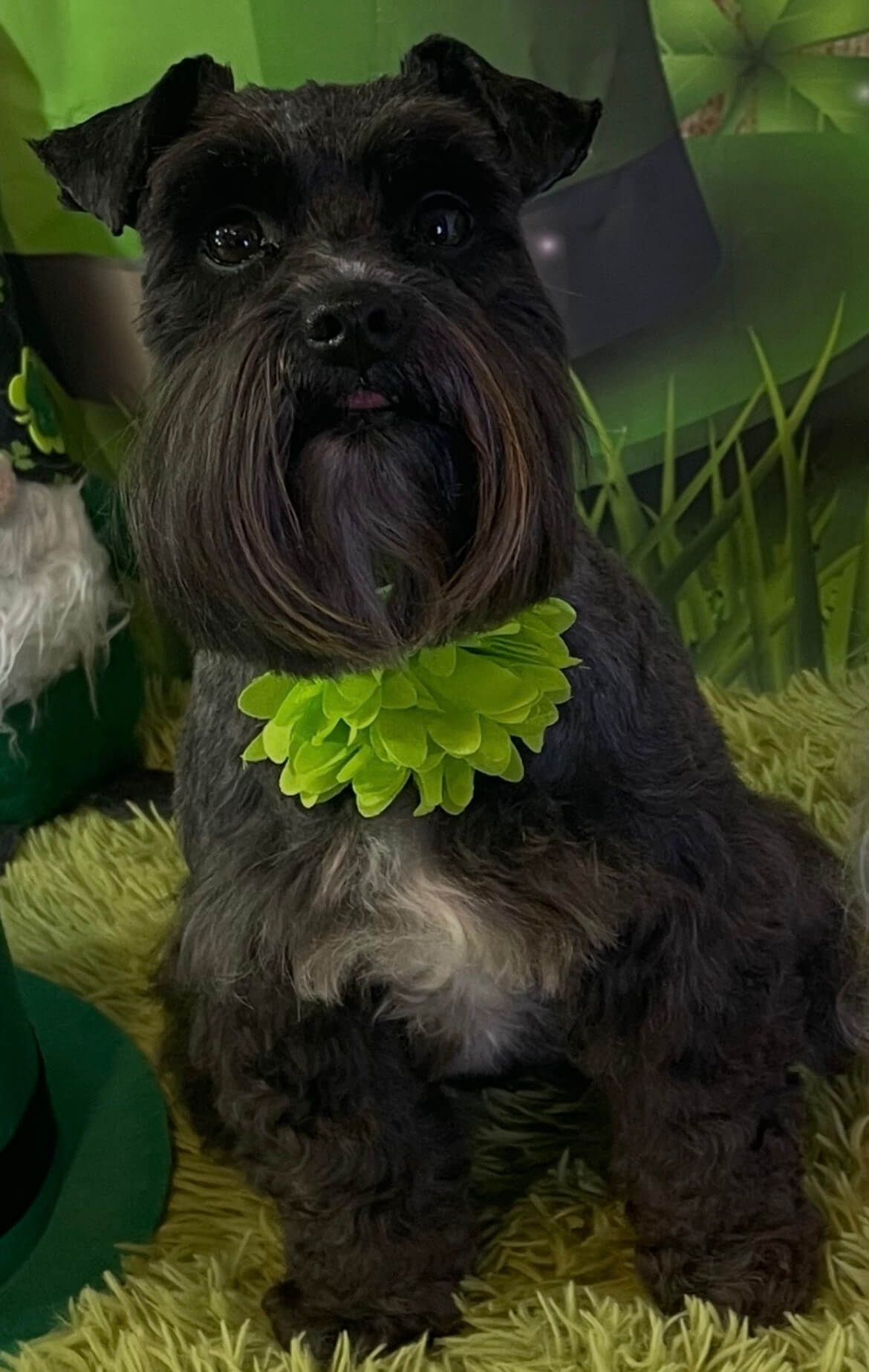 image5 Black Schnauzer with a green ruff