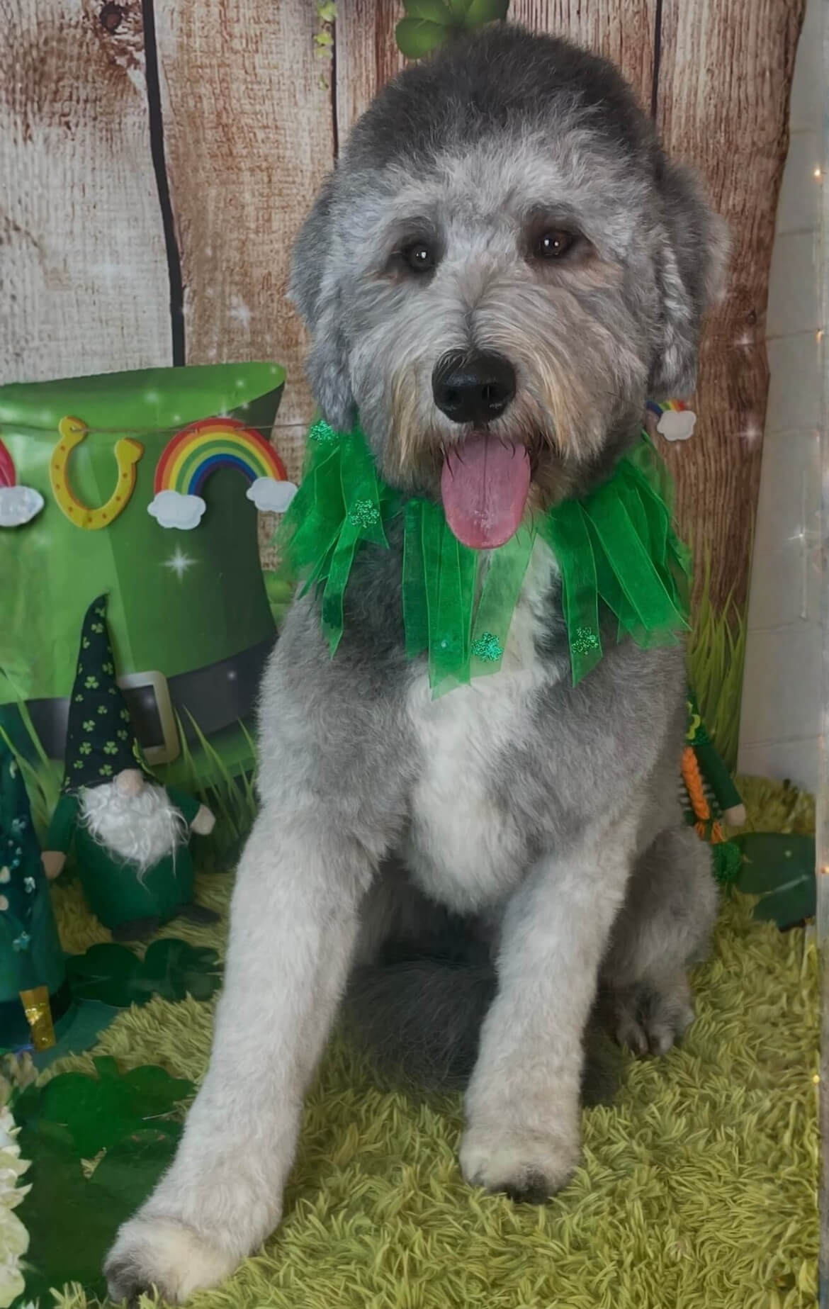 image6 Sheepadoodle with a green ruff