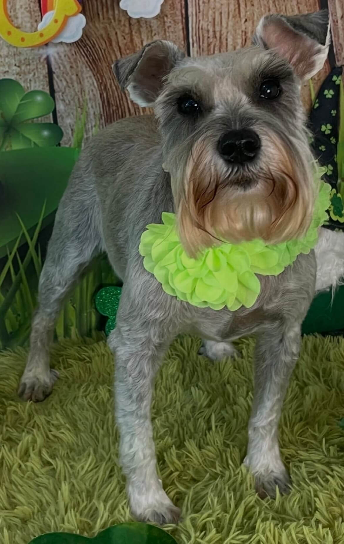 image7 Grey Schnauzer with a green ruff