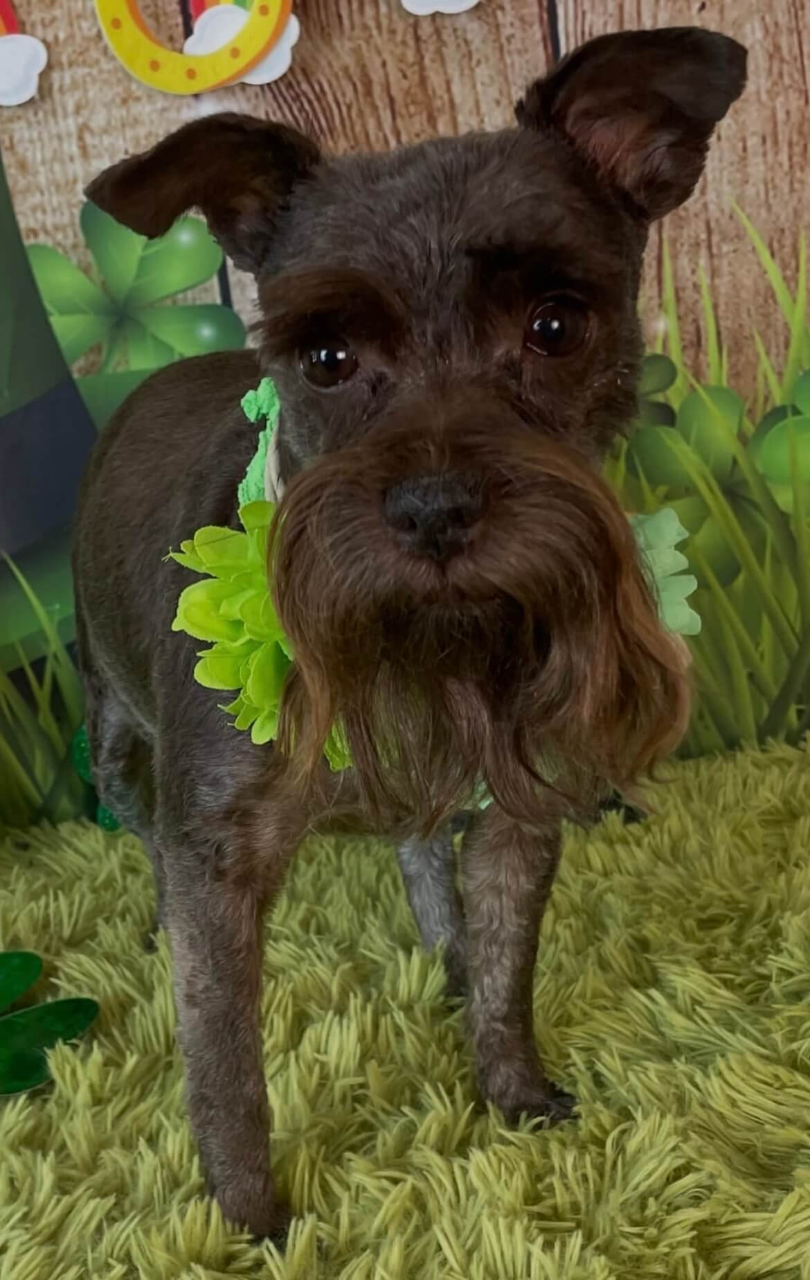 image8 Schnauzer with a green ruff