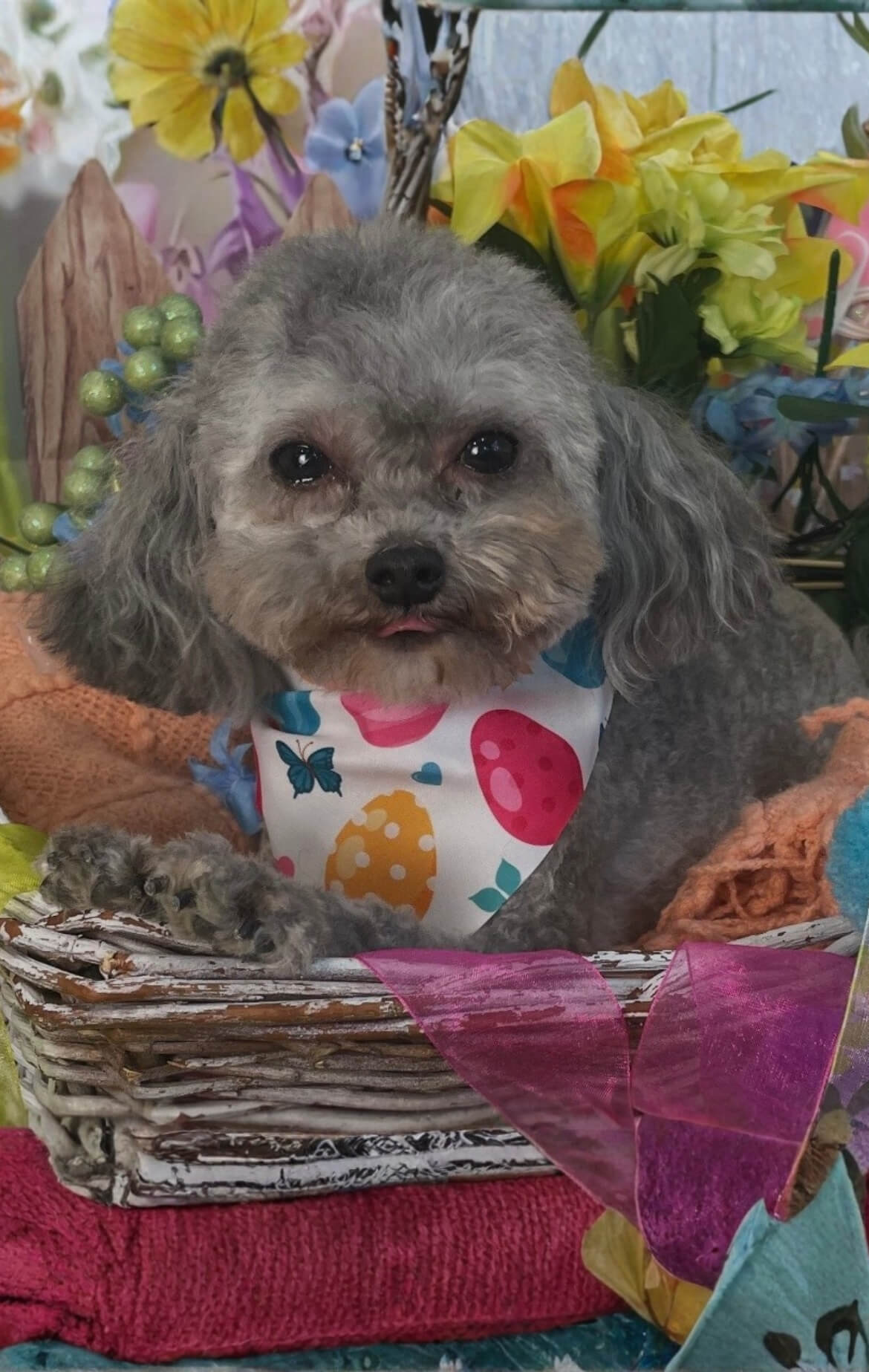 image9 Grey poodle in an Easter basket